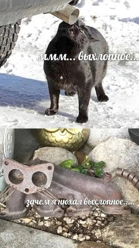 Зачем я нюхал выхлопное