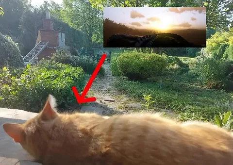 Кот и эпичный закат