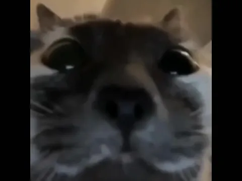 Котики с большими глазами