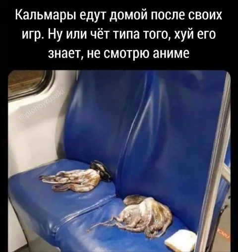 Кальмары едут домой после игр
