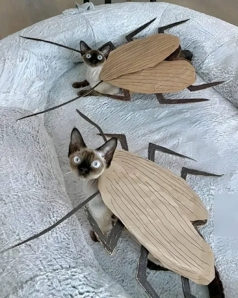 Кошки в костюмах тараканов
