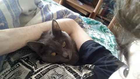 Кот устроился на руках