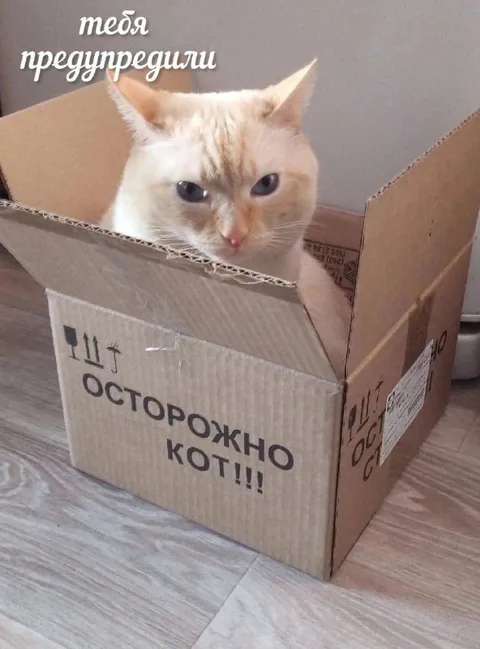 Осторожно, кот в коробке