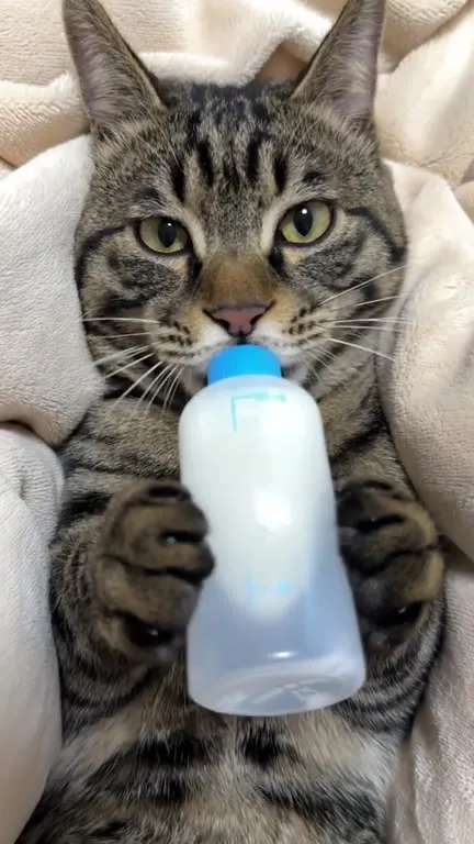 Кот пьёт из детской бутылочки