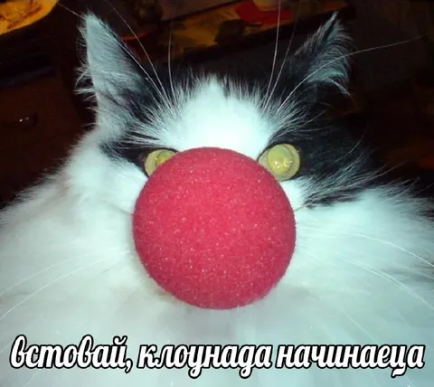 Вставай, клоунада начинается