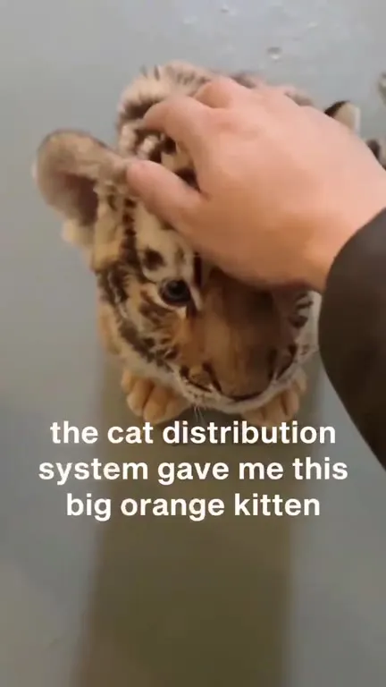 The Cat Distribution System Failed