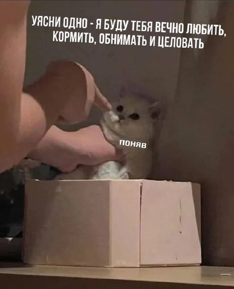 Кот понял обещание любви