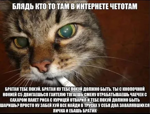 Кот с суровой мотивацией