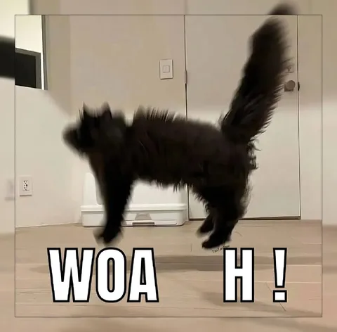 Black Cat Goes WOA H!