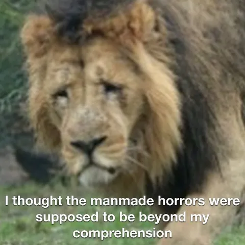 Lion Contemplating Manmade Horrors