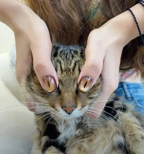 Кот с человеческими глазами