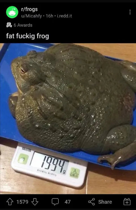 Fat Fucking Frog