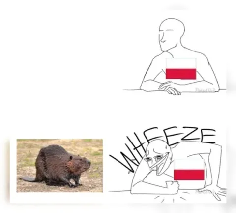 Polish Beaver WHEEZE