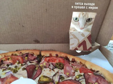 Кот пришёл с миром за пиццей