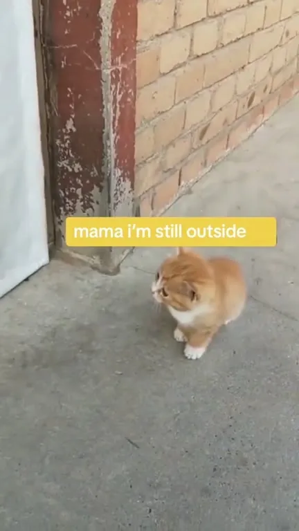 Cats Being Loving Moms