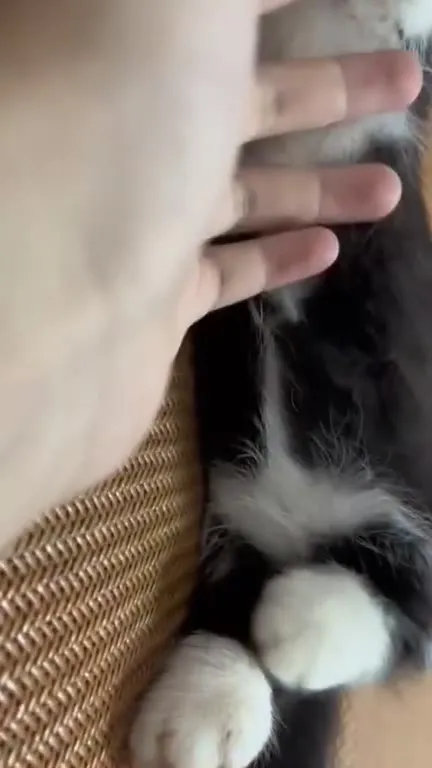 Кот убегает от руки
