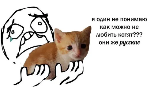 Как можно не любить котят