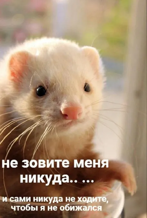 Не зовите меня никуда