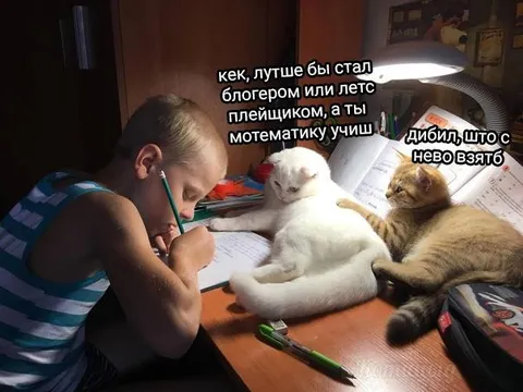 Коты спорят о математике