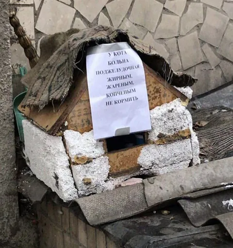 Коту нельзя жареное и копчёное