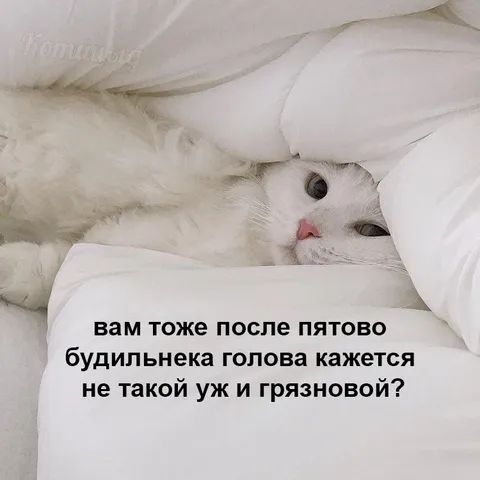 Голова после пятого будильника