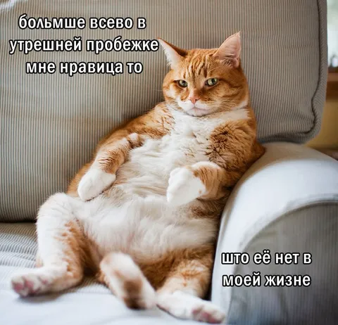 Кот и утренняя пробежка