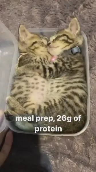 Meal Prep Protein Cat
