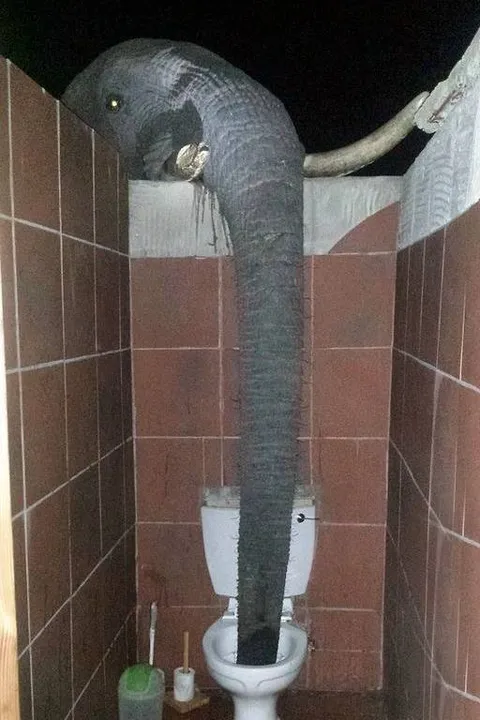 Слон в туалете