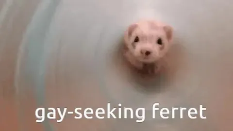 Gay-Seeking Ferret