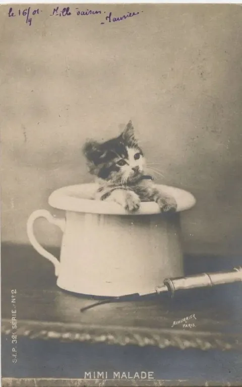 Chaton dans une tasse