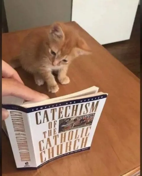 Kitten Studying Catholic Catechism