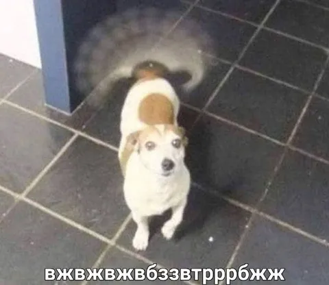 Собака громко лает