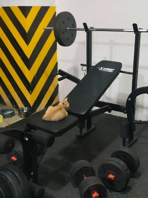 Котёнок пришёл на тренировку