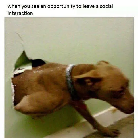 Dog Escapes Social Interaction
