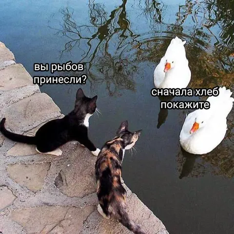 Коты пришли за рыбой