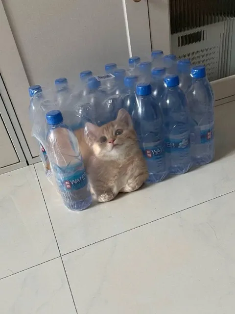 Kitten Guarding Bottled Water