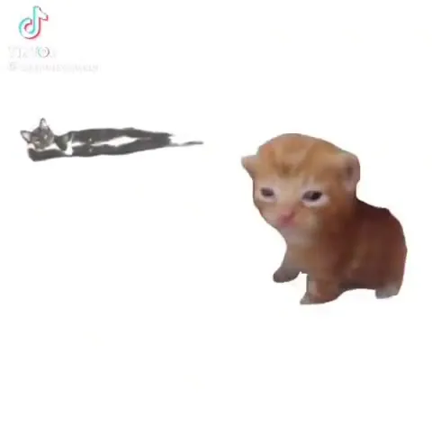 Hello Everynyan Cat Greeting