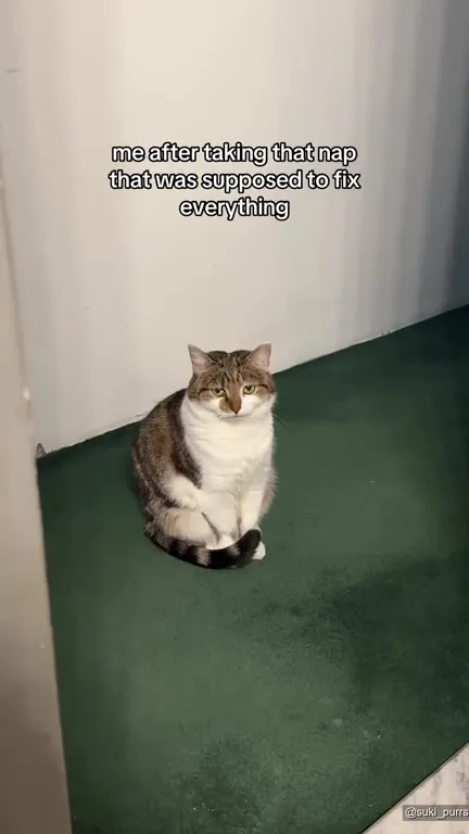 Nap That Fixed Nothing