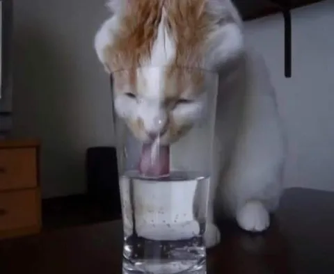 Кот пьёт из стакана