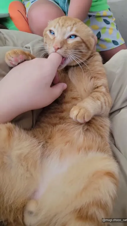 Кот нежно кусает палец