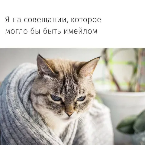 Кот на бесполезном совещании