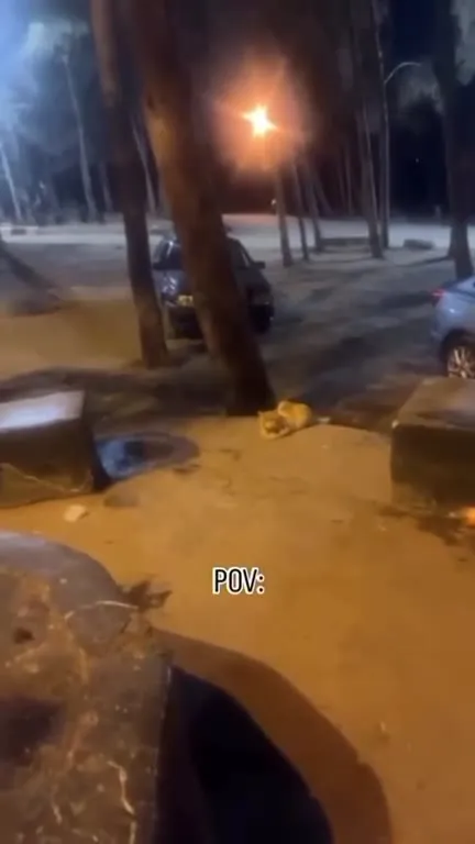 Cat Lying in Your Life