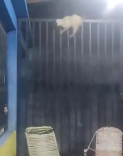 Кот неудачно спускается с забора
