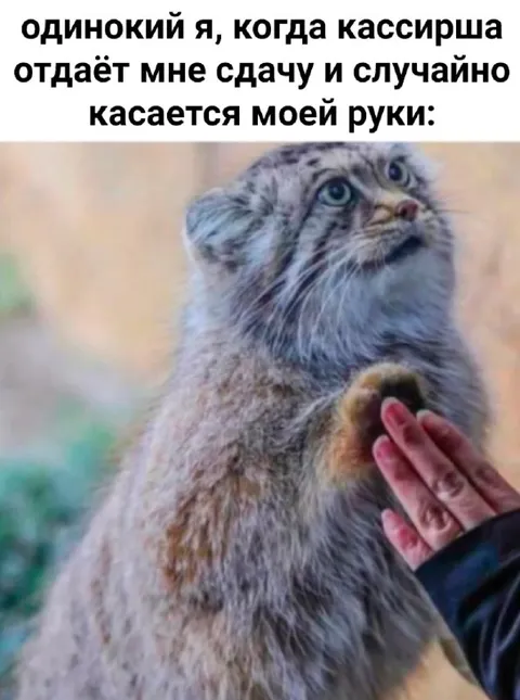 Одинокий кот и случайное касание