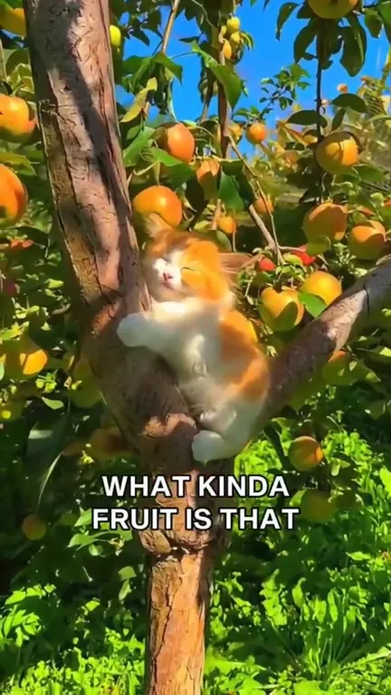What Kinda Fruit Is That