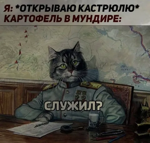 Кот-офицер спрашивает про картошку