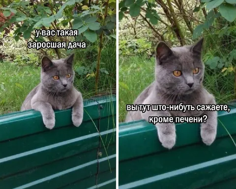 Кот на заросшей даче