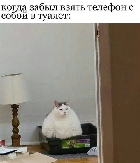 Телефон остался вне туалета