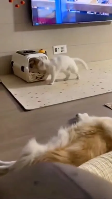 Коты и внезапная пробка