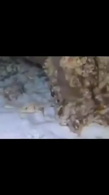 Рыба подплывает под Beyond the Sea